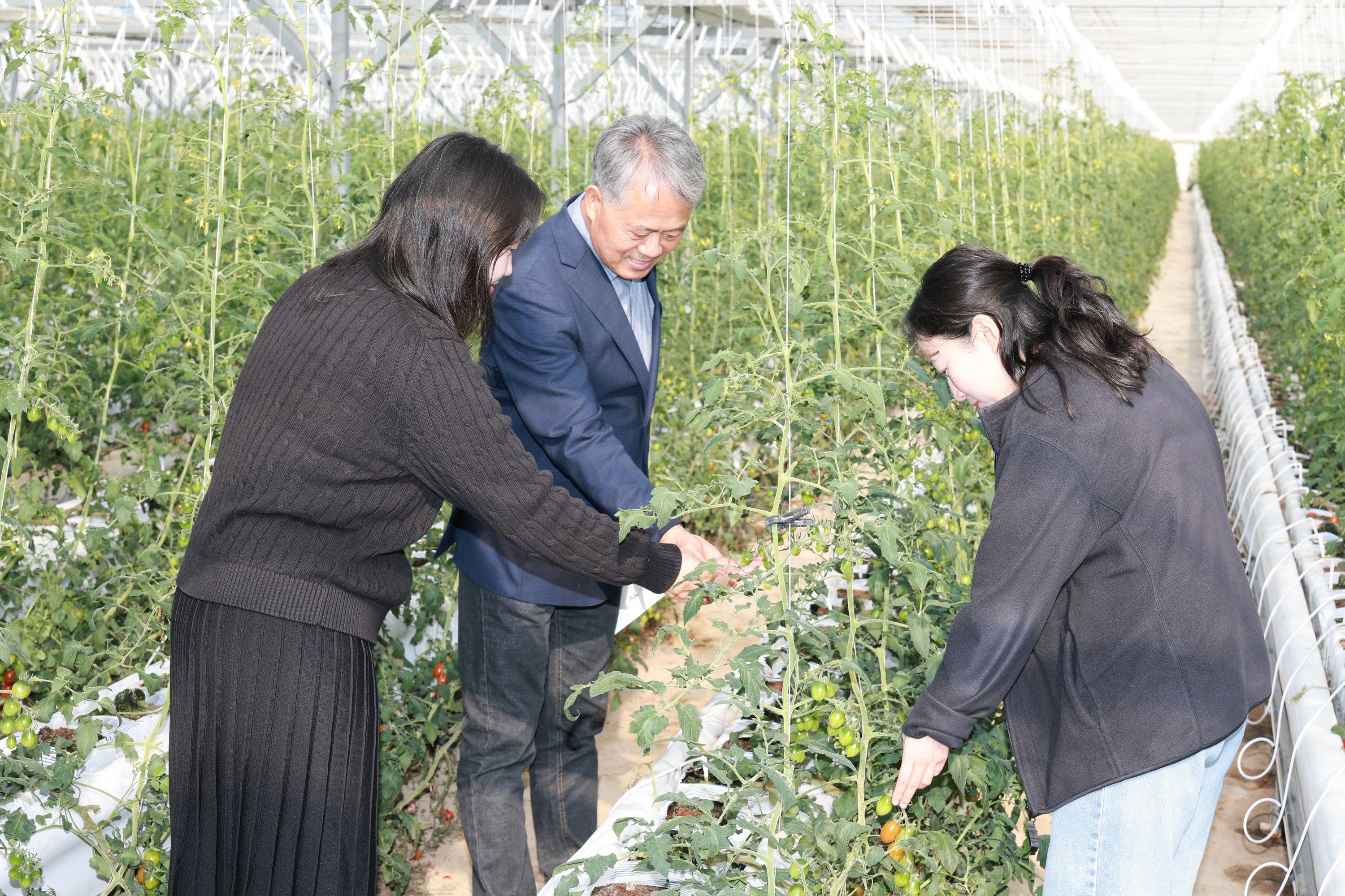 제394회 임시회 농수산위원회 토마토농가 현장방문 간담회 첨부이미지 : 25년10월22일 제394회 임시회 농수산위원회 토마토농가 현장방문 간담회 - 011.jpg