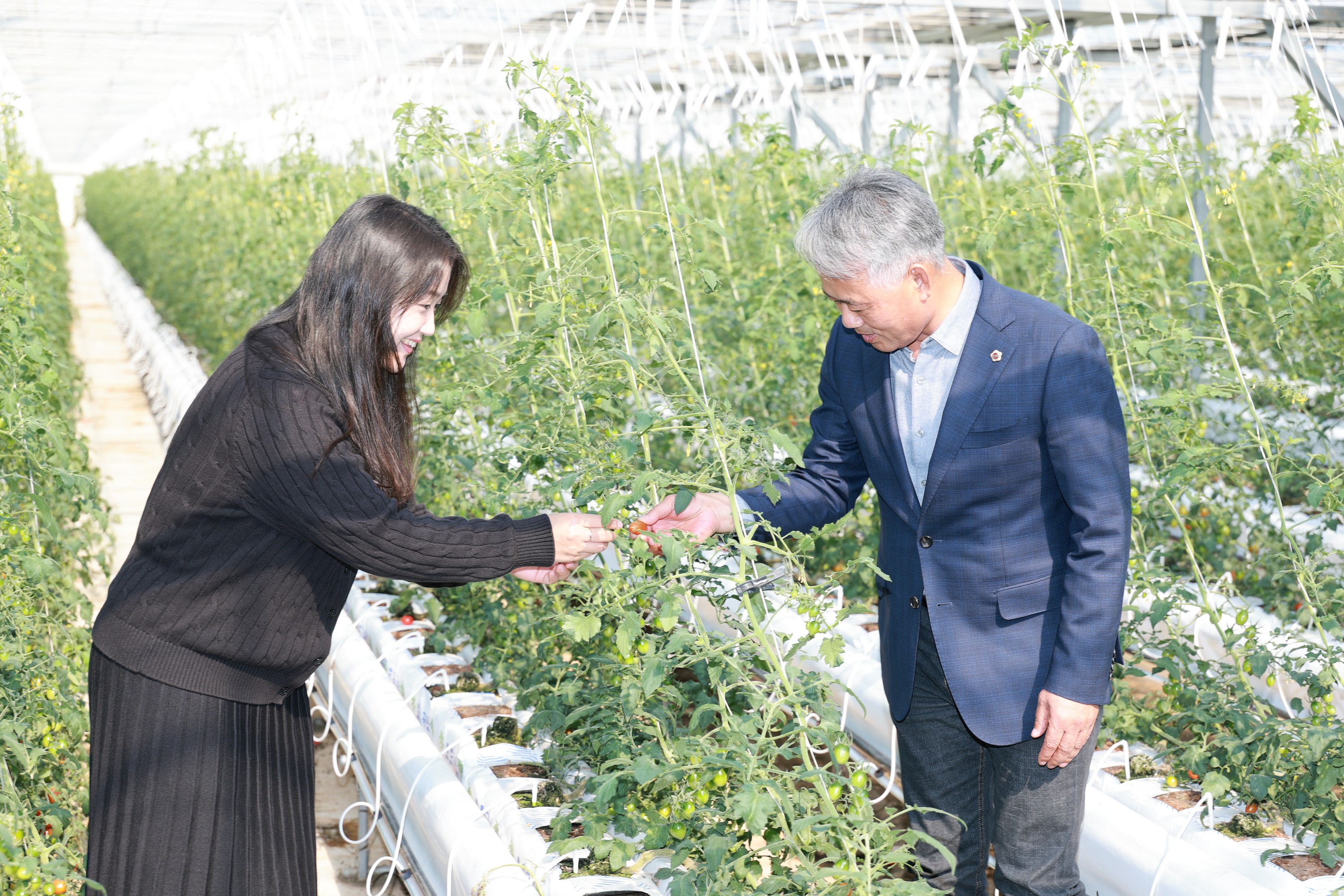 제394회 임시회 농수산위원회 토마토농가 현장방문 간담회 첨부이미지 : 25년10월22일 제394회 임시회 농수산위원회 토마토농가 현장방문 간담회 - 047.jpg
