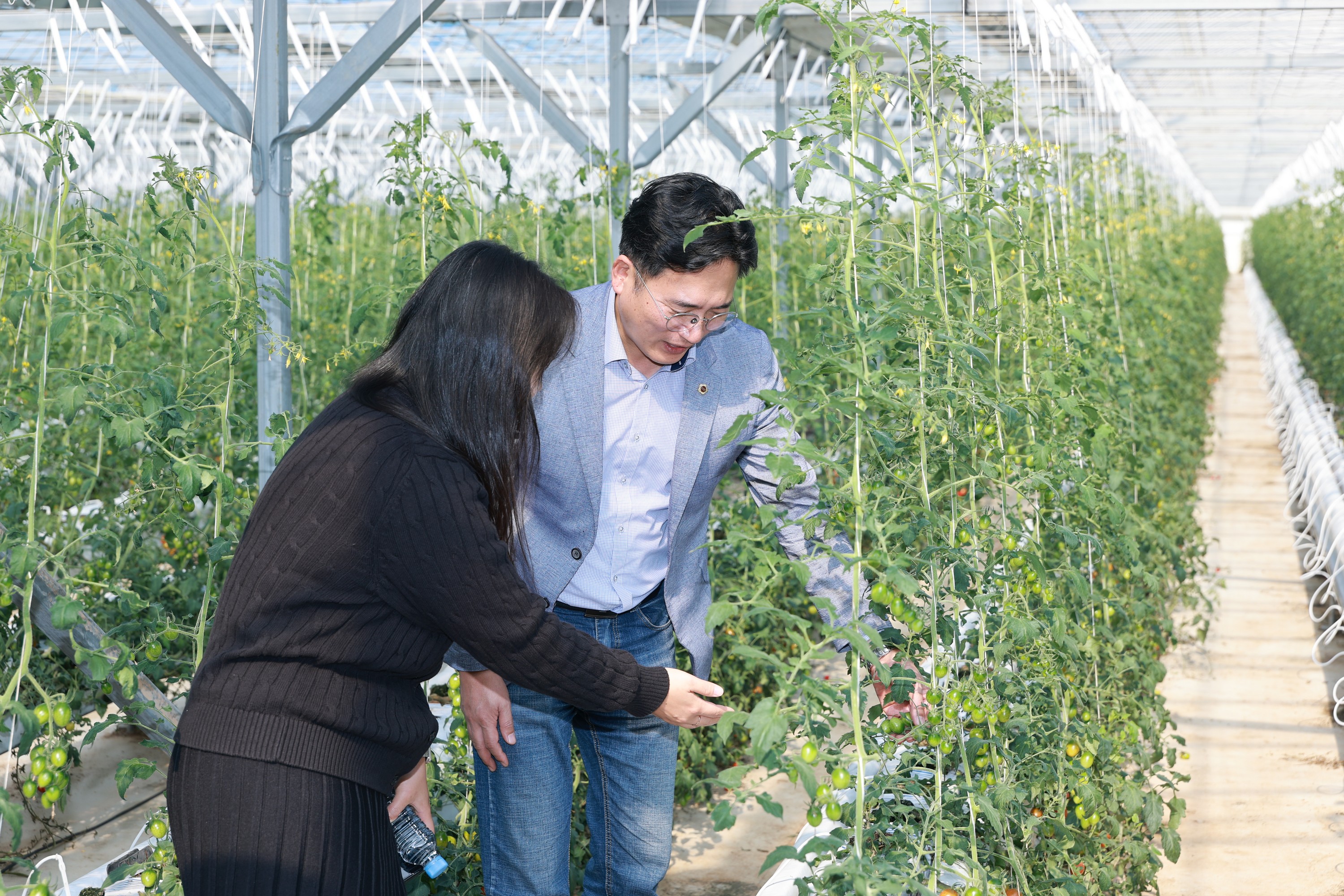 제394회 임시회 농수산위원회 토마토농가 현장방문 간담회 첨부이미지 : 25년10월22일 제394회 임시회 농수산위원회 토마토농가 현장방문 간담회 - 042.jpg