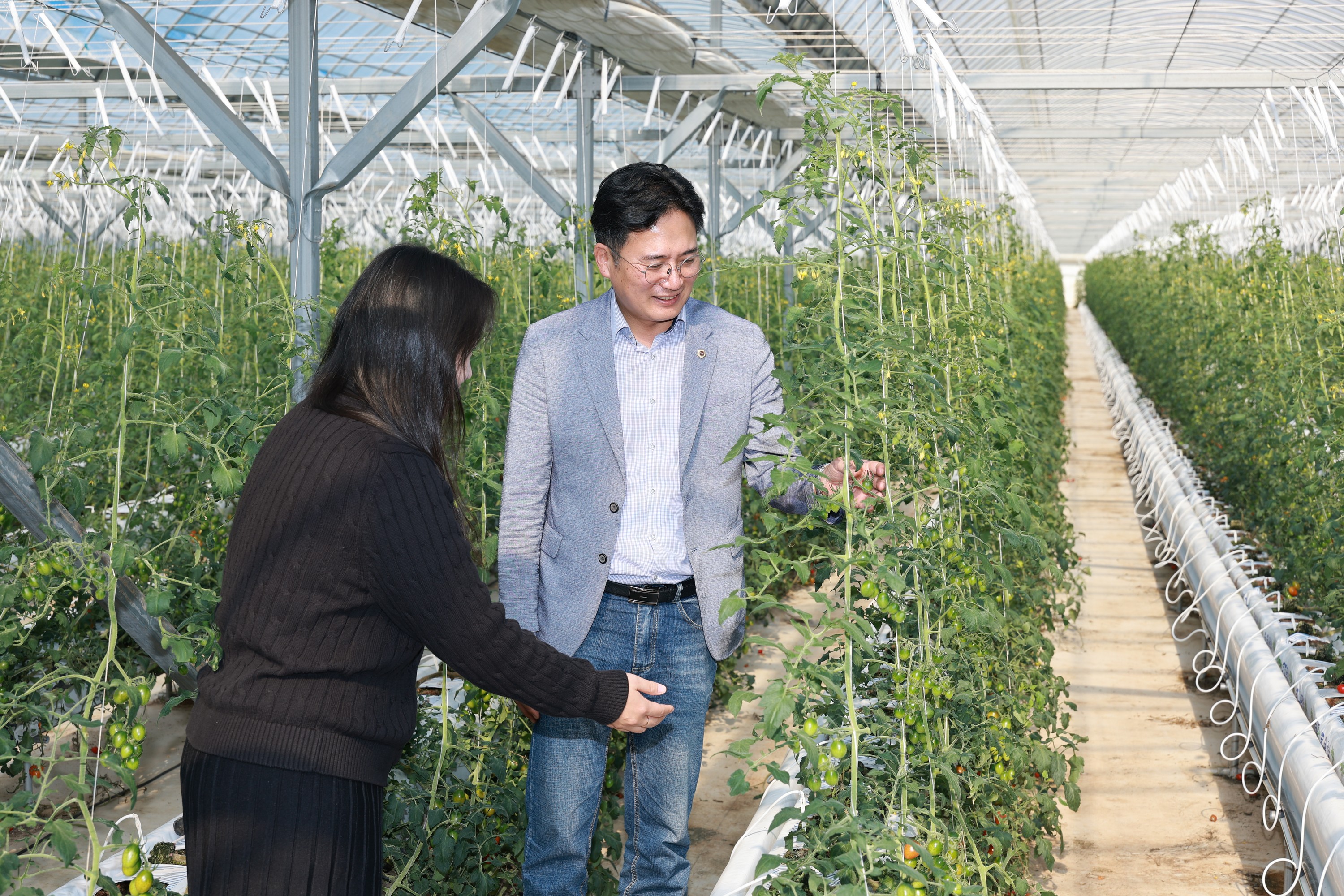 제394회 임시회 농수산위원회 토마토농가 현장방문 간담회 첨부이미지 : 25년10월22일 제394회 임시회 농수산위원회 토마토농가 현장방문 간담회 - 043.jpg