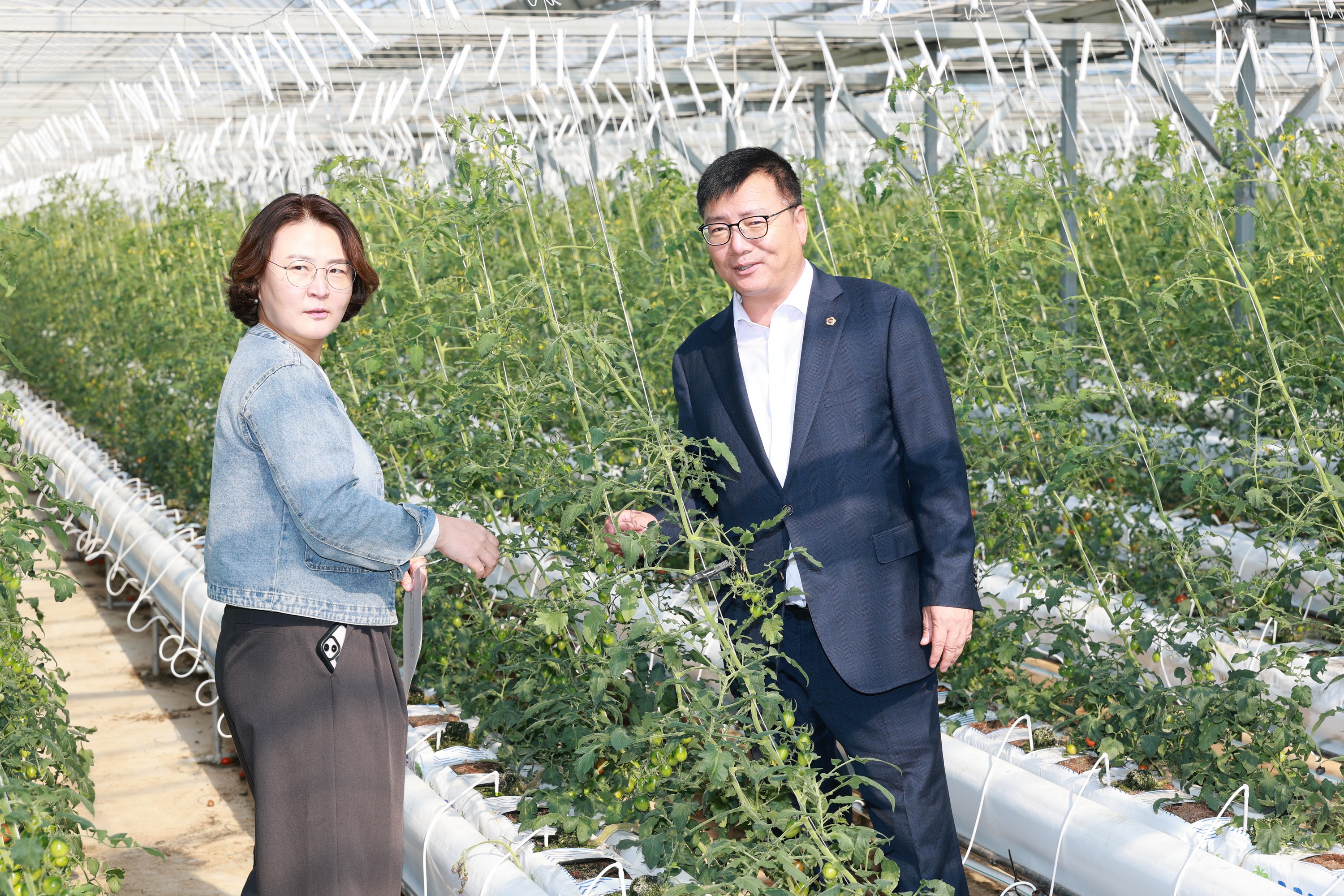 제394회 임시회 농수산위원회 토마토농가 현장방문 간담회 첨부이미지 : 25년10월22일 제394회 임시회 농수산위원회 토마토농가 현장방문 간담회 - 051.jpg