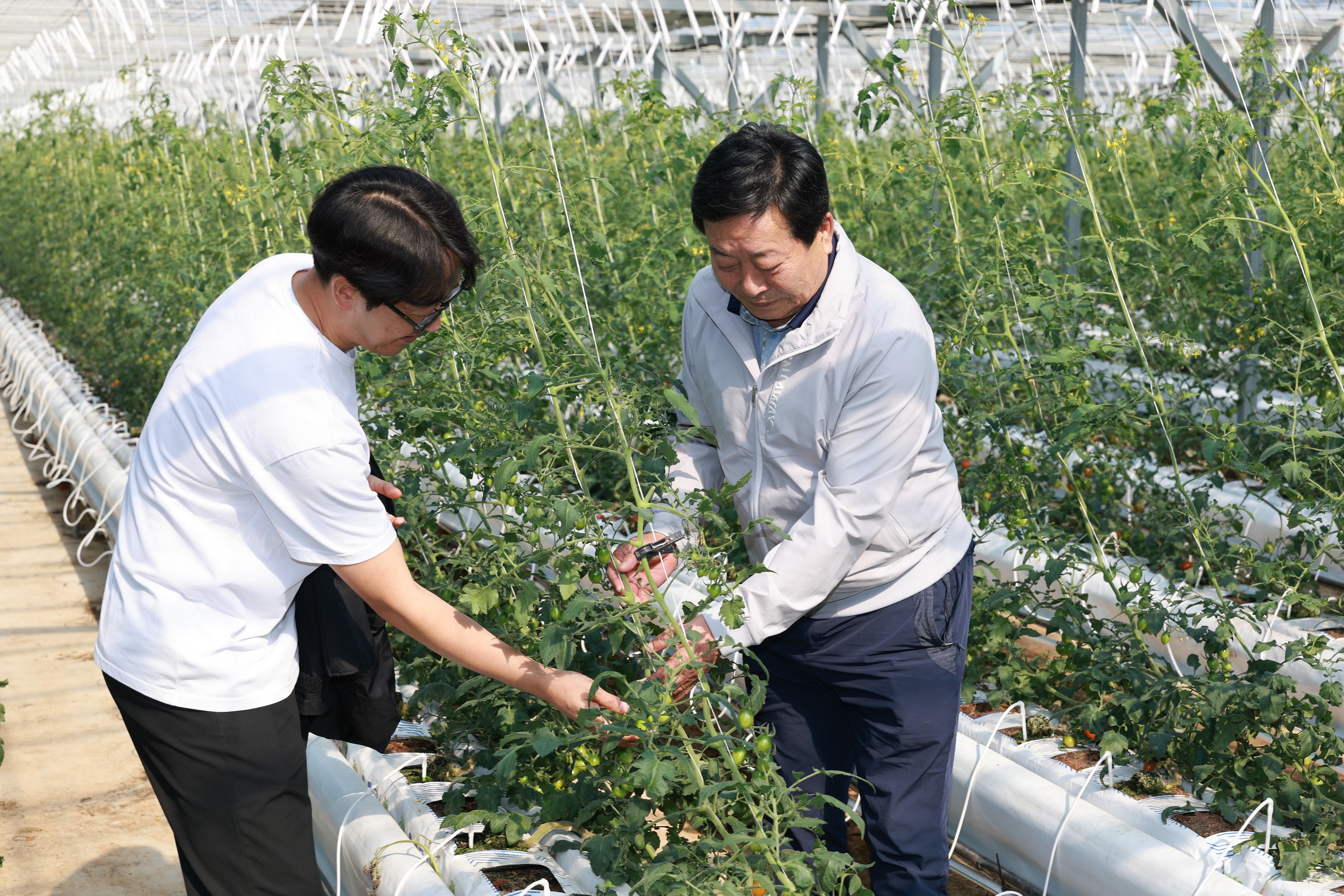 25년10월22일 제394회 임시회 농수산위원회 토마토농가 현장방문 간담회 - 0465