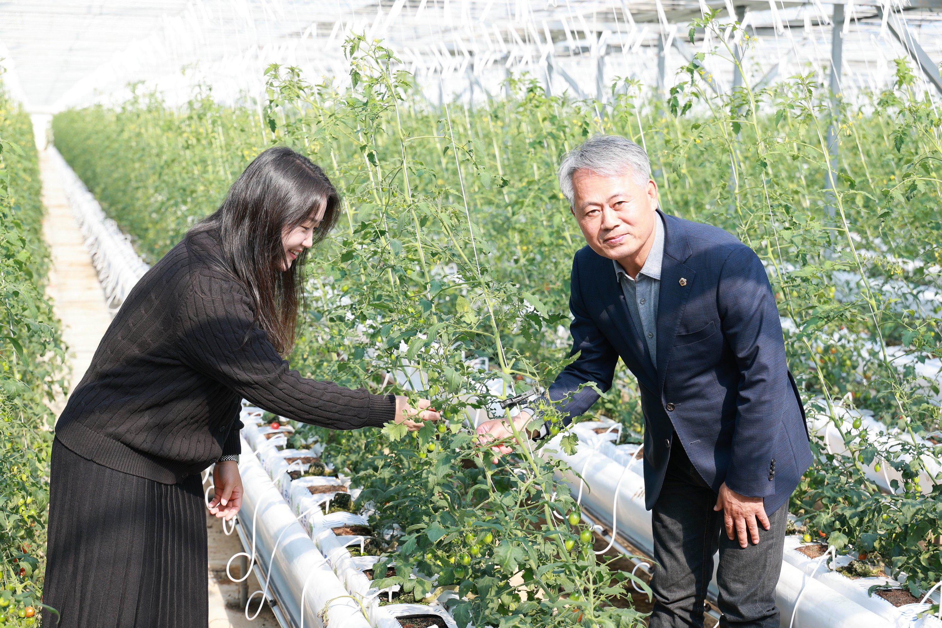 제394회 임시회 농수산위원회 토마토농가 현장방문 간담회 첨부이미지 : 25년10월22일 제394회 임시회 농수산위원회 토마토농가 현장방문 간담회 - 048.jpg