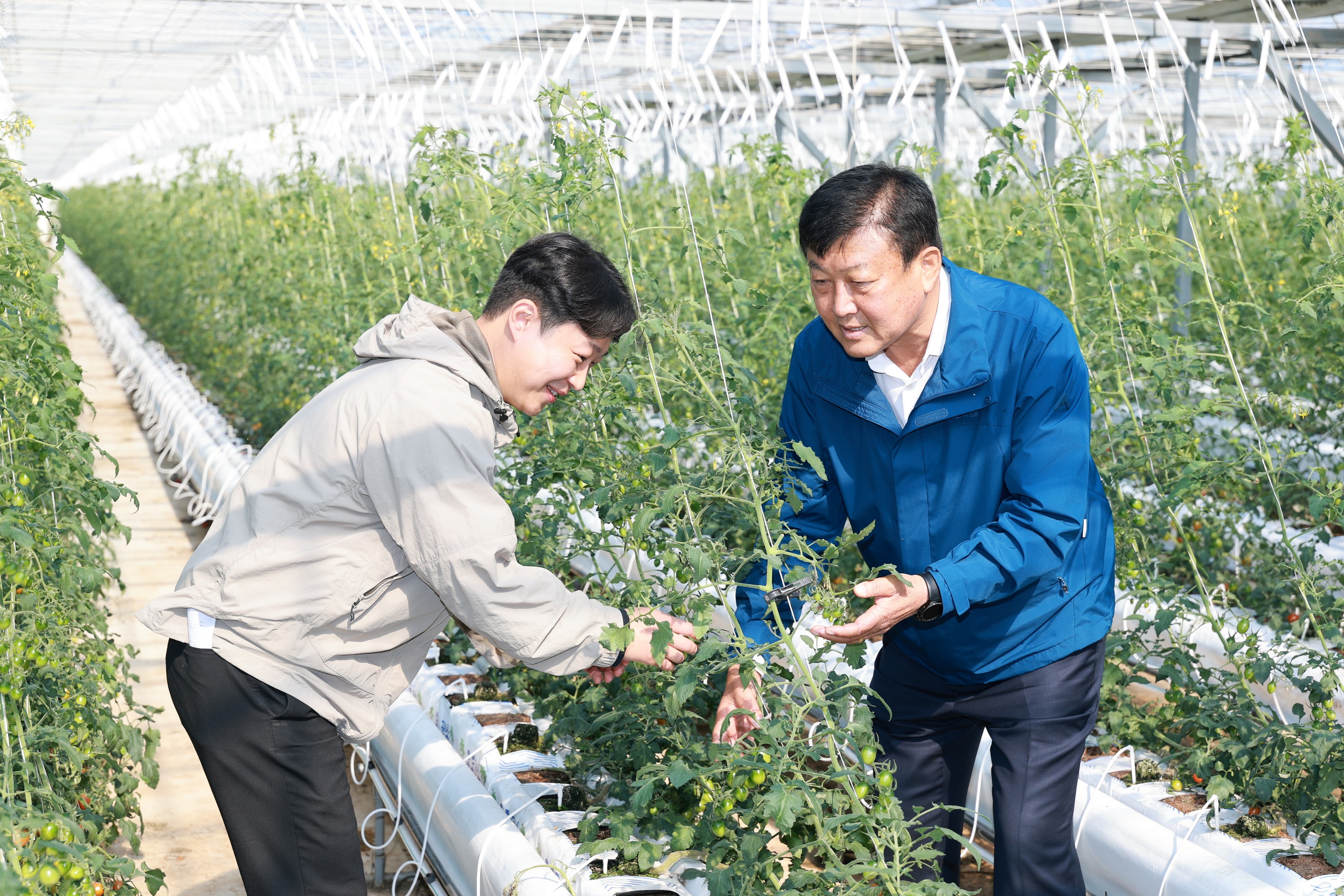 제394회 임시회 농수산위원회 토마토농가 현장방문 간담회 첨부이미지 : 25년10월22일 제394회 임시회 농수산위원회 토마토농가 현장방문 간담회 - 049.jpg