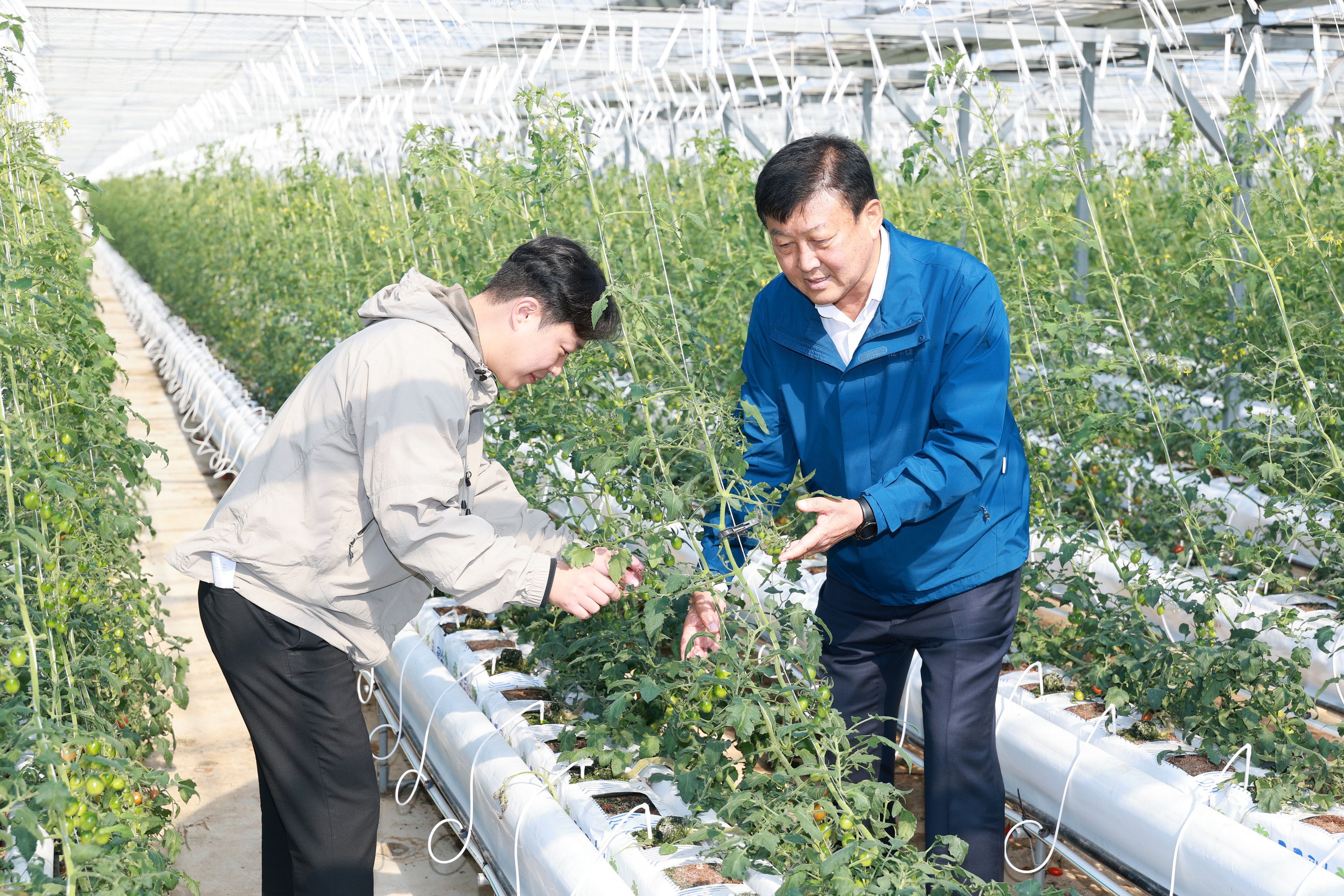 제394회 임시회 농수산위원회 토마토농가 현장방문 간담회 첨부이미지 : 25년10월22일 제394회 임시회 농수산위원회 토마토농가 현장방문 간담회 - 050.jpg