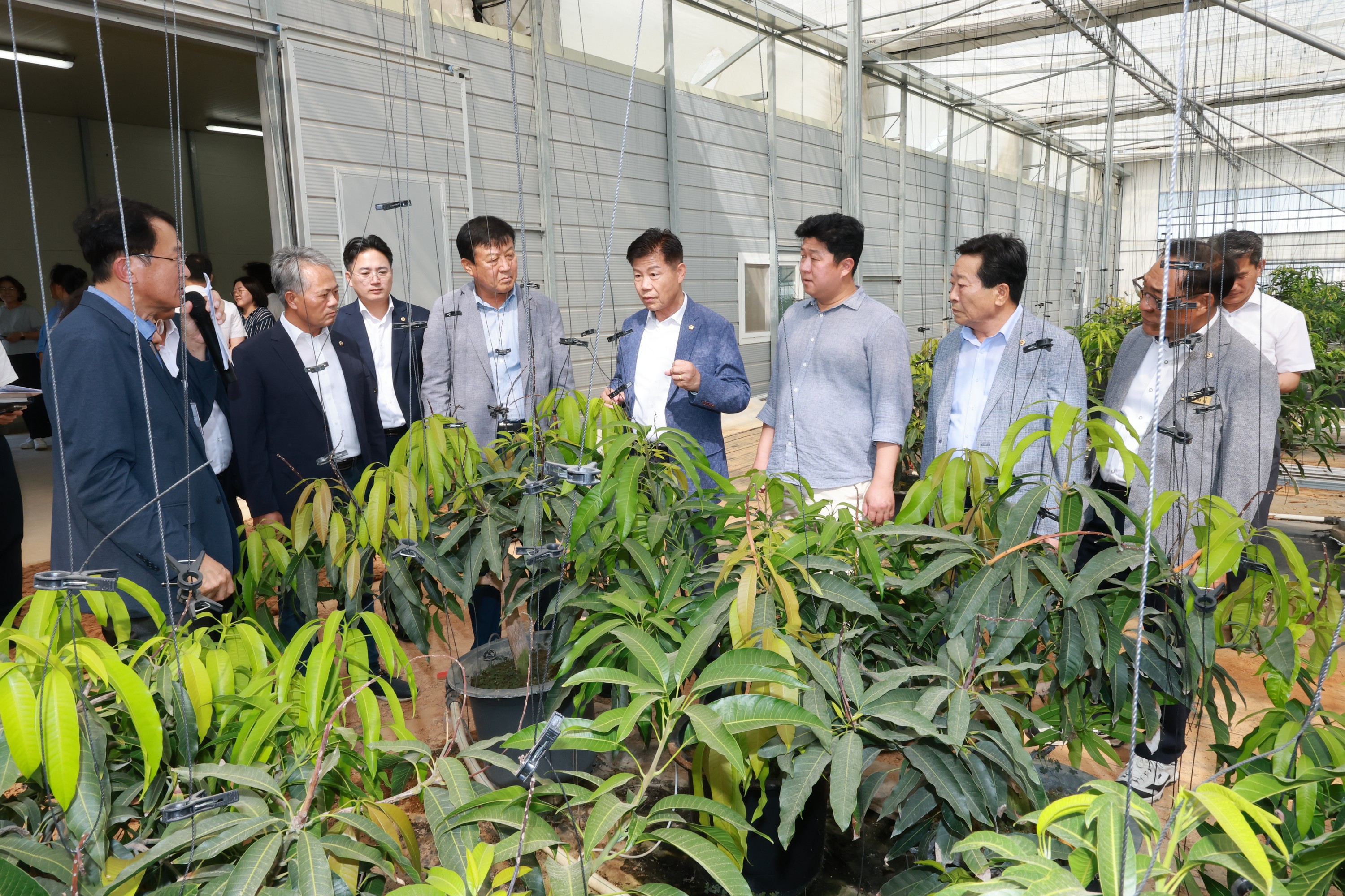 제393회 임시회 농수산위원회 신안 청년임대농장 망고학교 현지활동 첨부이미지 : 25년09월10일 제393회 임시회 농수산위원회 신안 청년임대농장 망고학교 현지활동 - 009.jpg