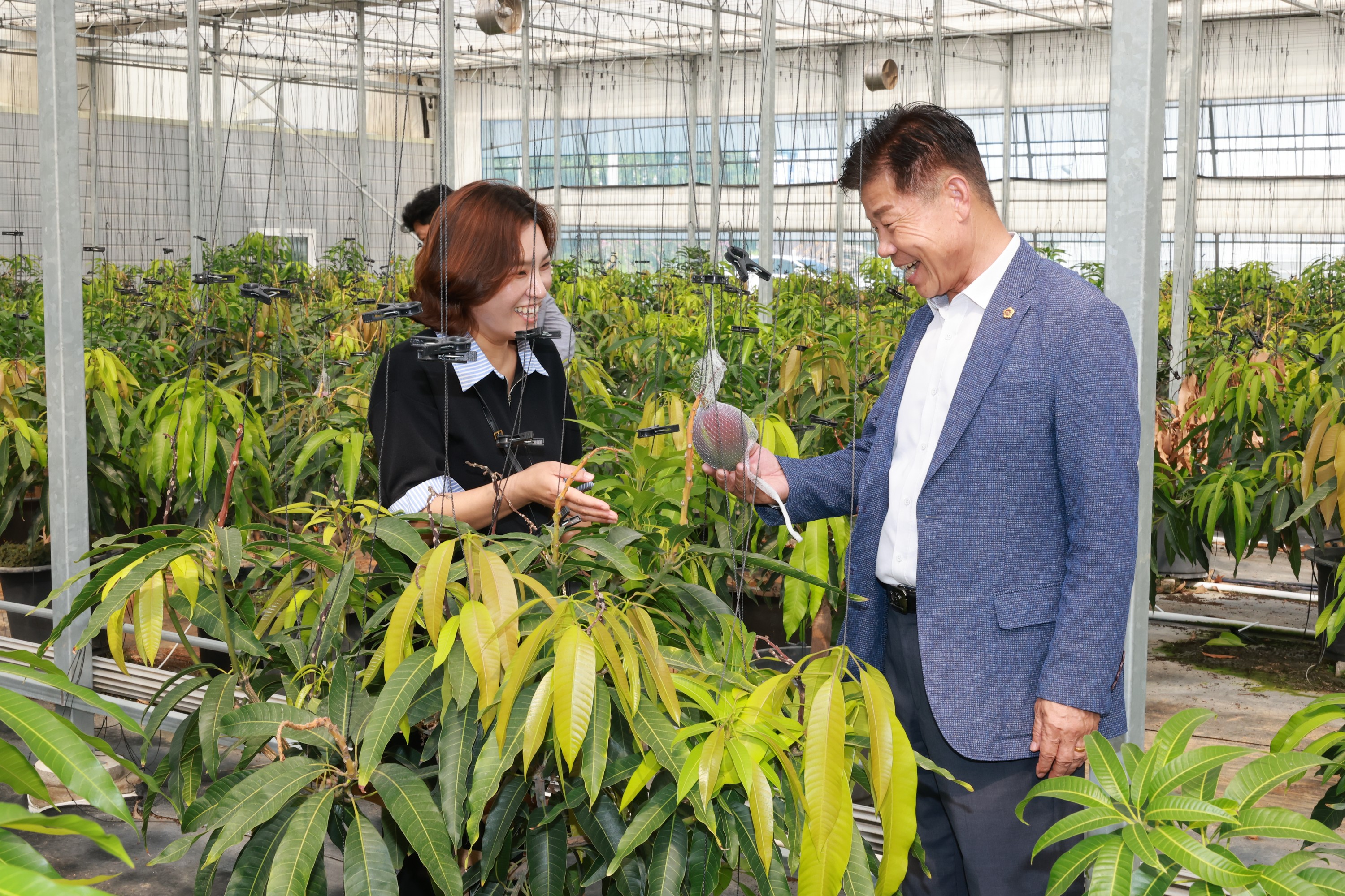 제393회 임시회 농수산위원회 신안 청년임대농장 망고학교 현지활동 첨부이미지 : 25년09월10일 제393회 임시회 농수산위원회 신안 청년임대농장 망고학교 현지활동 - 017.jpg
