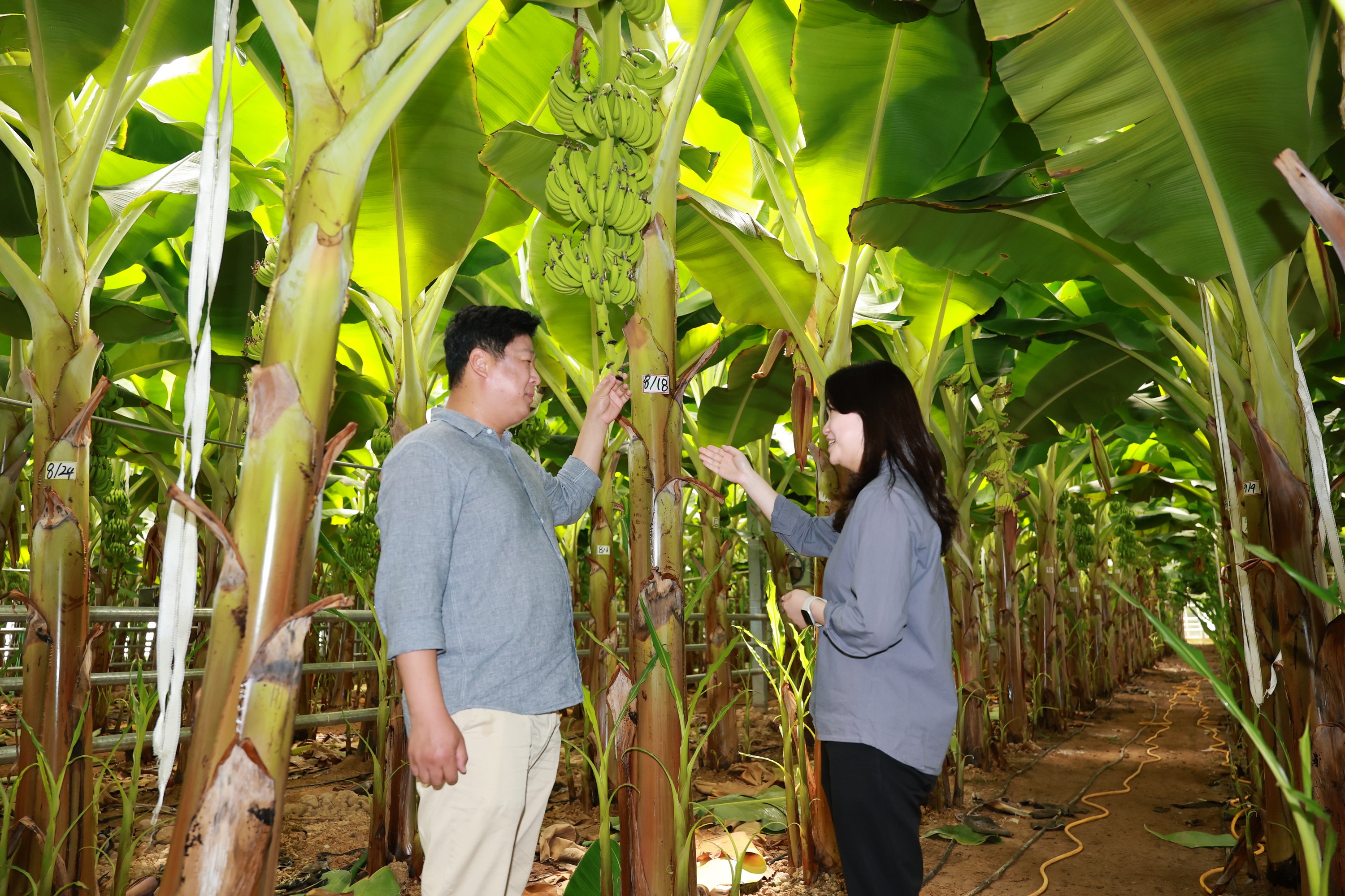 제393회 임시회 농수산위원회 신안 바나나농장 현지활동 첨부이미지 : 25년09월10일 제393회 임시회 농수산위원회 신안 바나나농장 현지활동 - 052.jpg