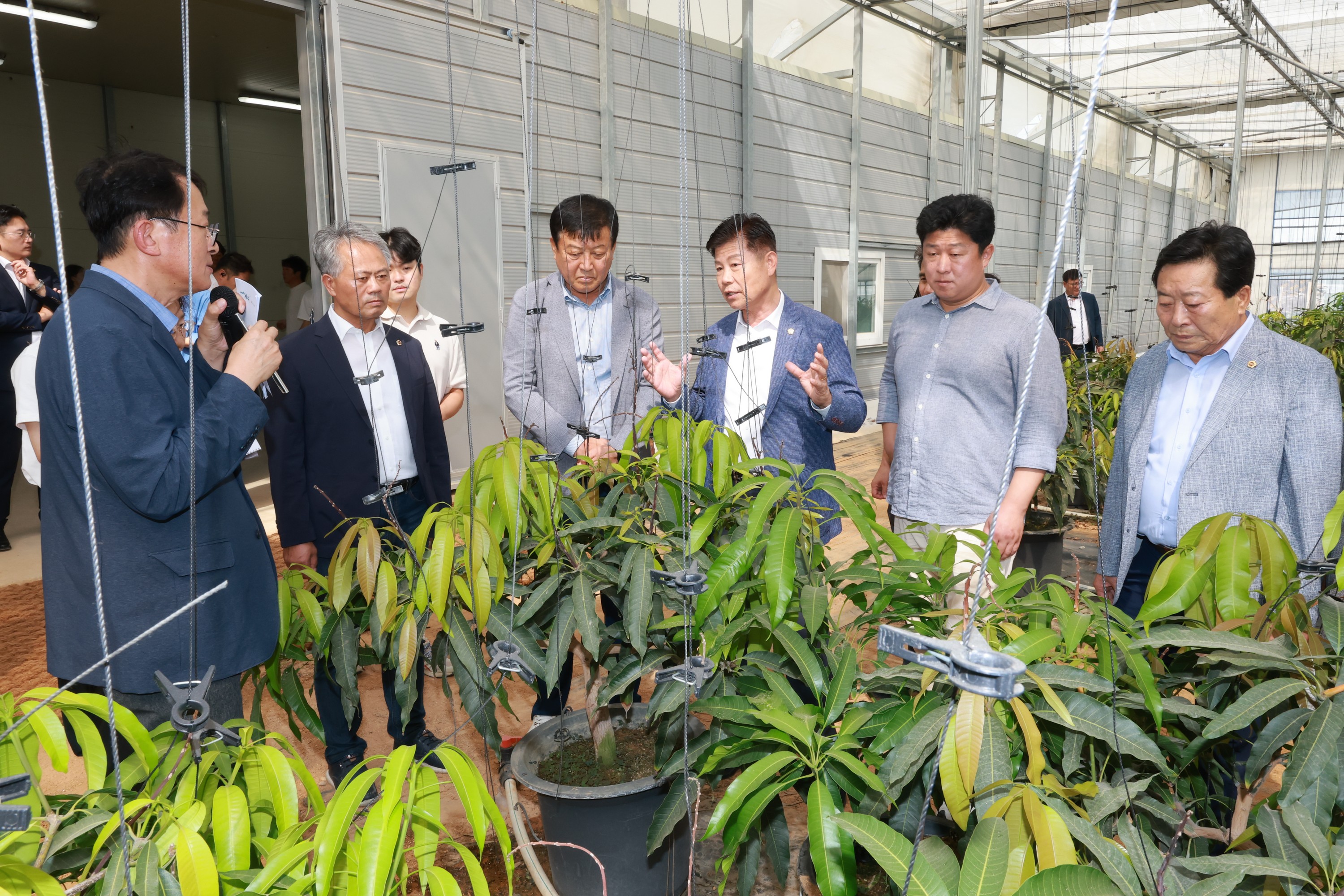 제393회 임시회 농수산위원회 신안 청년임대농장 망고학교 현지활동 첨부이미지 : 25년09월10일 제393회 임시회 농수산위원회 신안 청년임대농장 망고학교 현지활동 - 010.jpg