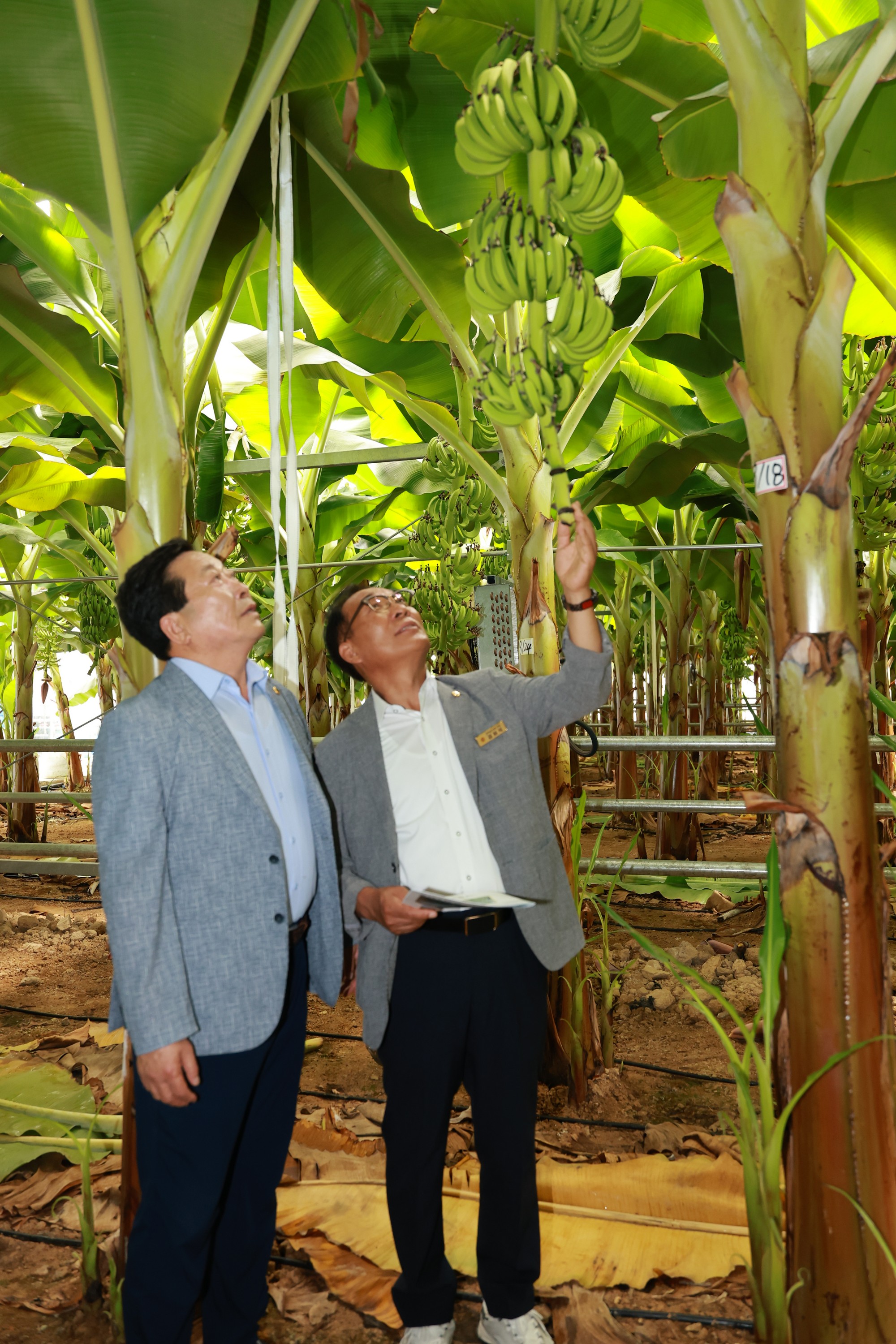 25년09월10일 제393회 임시회 농수산위원회 신안 바나나농장 현지활동 - 0552