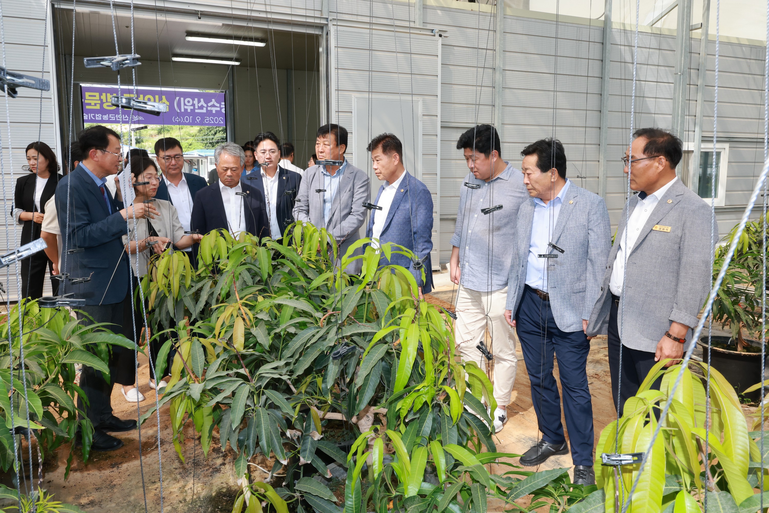 제393회 임시회 농수산위원회 신안 청년임대농장 망고학교 현지활동 첨부이미지 : 25년09월10일 제393회 임시회 농수산위원회 신안 청년임대농장 망고학교 현지활동 - 008.jpg