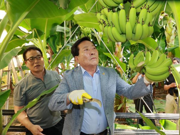 25년09월10일 제393회 임시회 농수산위원회 신안 바나나농장 현지활동 - 099 7