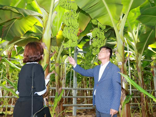제393회 임시회 농수산위원회 신안 바나나농장 현지활동 첨부이미지 : 25년09월10일 제393회 임시회 농수산위원회 신안 바나나농장 현지활동 - 065.jpg