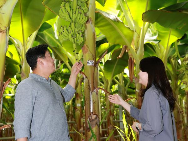 제393회 임시회 농수산위원회 신안 바나나농장 현지활동