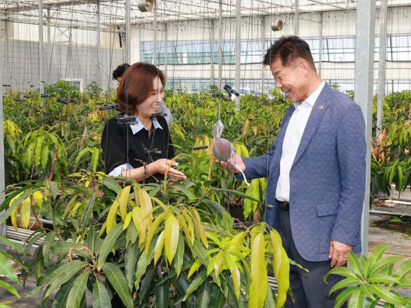 제393회 임시회 농수산위원회 신안 청년임대농장 망고학교 현지활동 첨부이미지 : 25년09월10일 제393회 임시회 농수산위원회 신안 청년임대농장 망고학교 현지활동 - 017.jpg