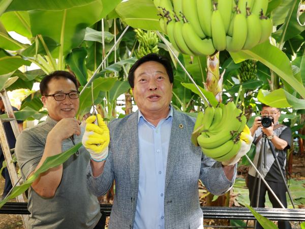 25년09월10일 제393회 임시회 농수산위원회 신안 바나나농장 현지활동 - 100 8