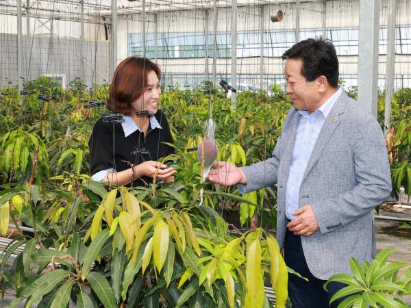 25년09월10일 제393회 임시회 농수산위원회 신안 청년임대농장 망고학교 현지활동 - 016 5