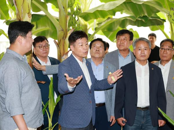 제393회 임시회 농수산위원회 신안 바나나농장 현지활동 첨부이미지 : 25년09월10일 제393회 임시회 농수산위원회 신안 바나나농장 현지활동 - 049.jpg