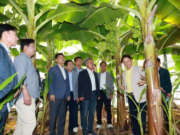 제393회 임시회 농수산위원회 신안 바나나농장 현지활동 첨부이미지 : 25년09월10일 제393회 임시회 농수산위원회 신안 바나나농장 현지활동 - 046.jpg