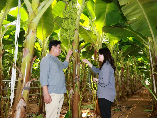 제393회 임시회 농수산위원회 신안 바나나농장 현지활동 첨부이미지 : 25년09월10일 제393회 임시회 농수산위원회 신안 바나나농장 현지활동 - 052.jpg