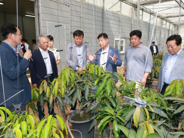 제393회 임시회 농수산위원회 신안 청년임대농장 망고학교 현지활동 첨부이미지 : 25년09월10일 제393회 임시회 농수산위원회 신안 청년임대농장 망고학교 현지활동 - 010.jpg