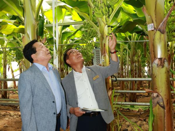 25년09월10일 제393회 임시회 농수산위원회 신안 바나나농장 현지활동 - 055 2