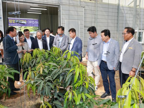 제393회 임시회 농수산위원회 신안 청년임대농장 망고학교 현지활동 첨부이미지 : 25년09월10일 제393회 임시회 농수산위원회 신안 청년임대농장 망고학교 현지활동 - 008.jpg